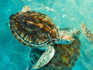 Sea Turtle