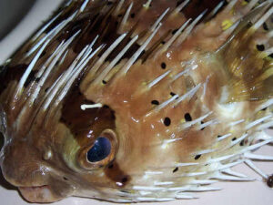 The Lukuꞌ Itingan or Pufferfish with its spines raised
