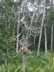 monkeyintree