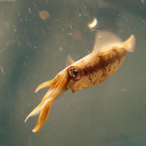 Kanu'us is the Sinama word for squid, the answer to our stories riddle.