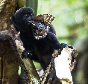 The butterfly that lands on a monkey.