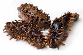 For many English speakers this might be your first time seeing a Sea Cucumber also known as Trepang. For the Sama this is a common find.