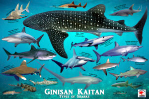 Sinama Shark Educational Poster