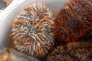 Tehe'-Tehe' - Sea Urchin
