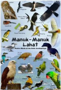 Manuk-Manuk Lahat-Small